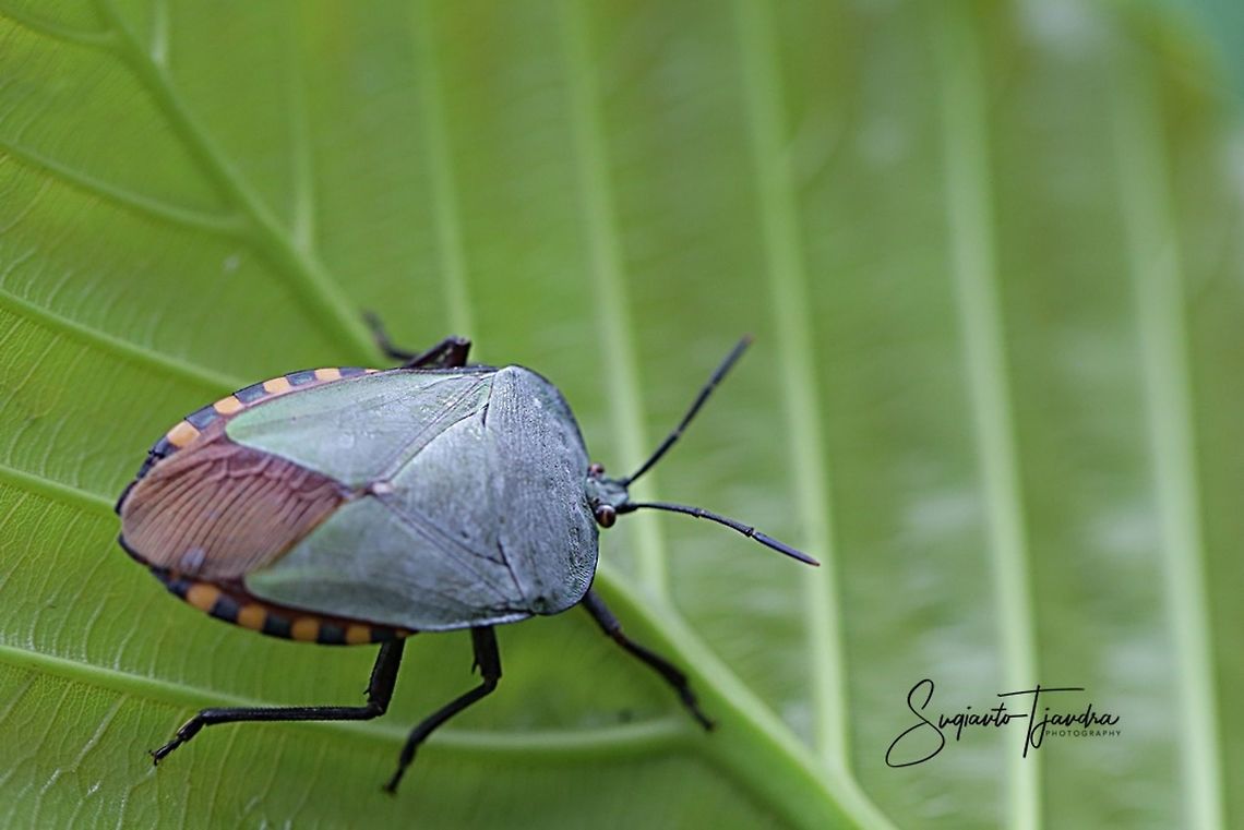 Green Giant Shield Bug, Pycanum rubens (family of  Tessaratomidae )  Fall,Geotagged,Giant Shield Bug,Indonesia,Pycanum rubens