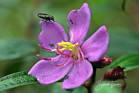Princess Flower, Tibouchina urvilleana (Melastomataceae Sp) w/ unknown fly  Fall,Geotagged,Indonesia,Tibouchina urvilleana