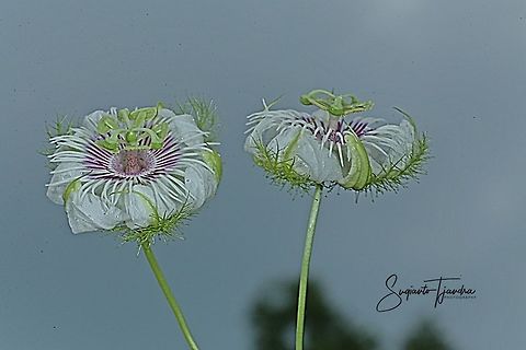 Passion Flower (Passiflora foetida)  Fall,Geotagged,Indonesia,Passiflora foetida,Stinking passionflower