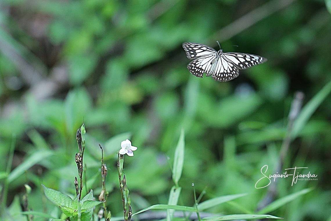 The Blue Glassy Tiger Butterfly  (Ideopsis vulgaris)  Blue Glassy Tiger,Fall,Geotagged,Ideopsis vulgaris,Indonesia