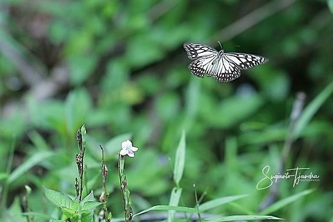 The Blue Glassy Tiger Butterfly  (Ideopsis vulgaris)  Blue Glassy Tiger,Fall,Geotagged,Ideopsis vulgaris,Indonesia