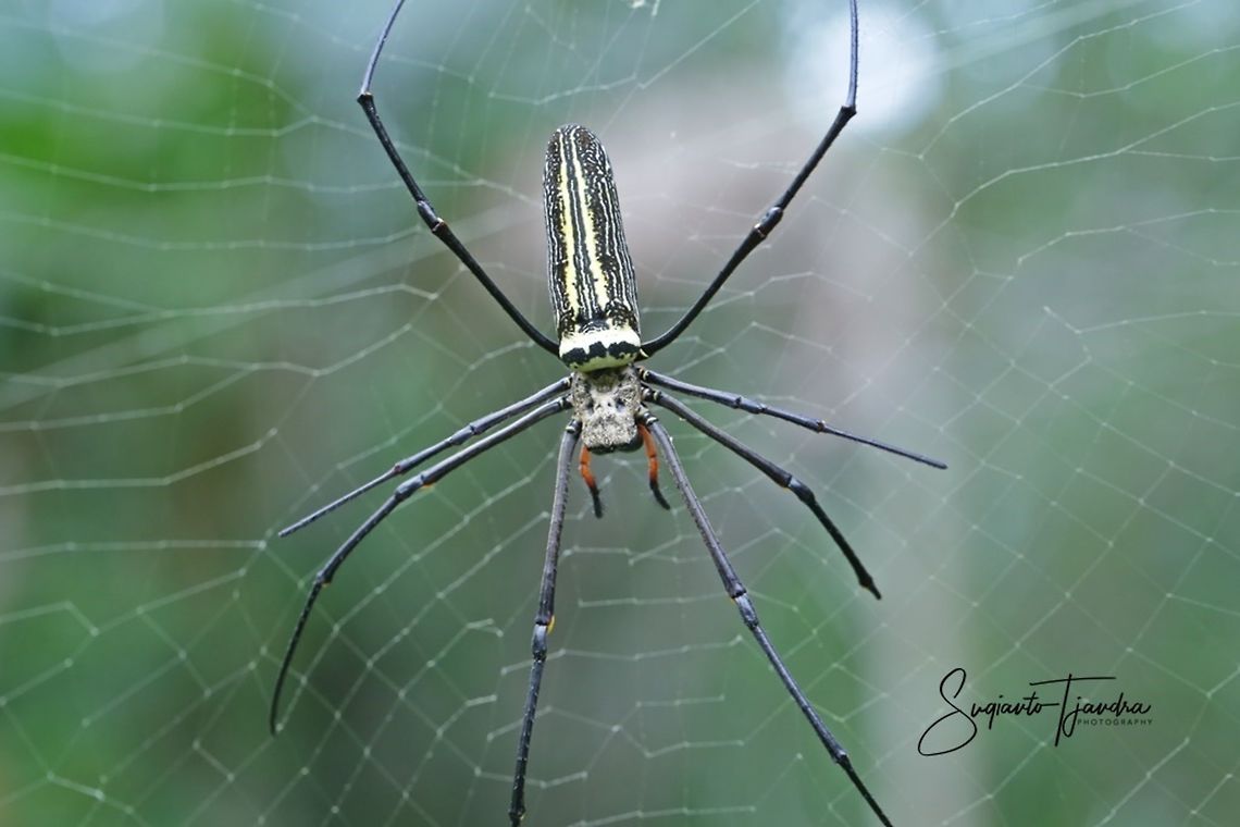 Nephila Maculata, Gaint Long-jawed Orb-weaver  Fall,Geotagged,Indonesia,Nephila pilipes