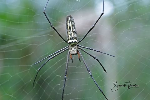 Nephila Maculata, Gaint Long-jawed Orb-weaver  Fall,Geotagged,Indonesia,Nephila pilipes