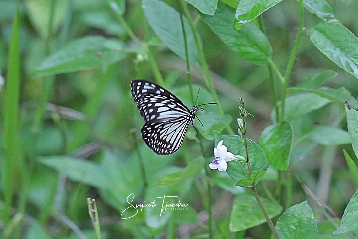 The Blue Glassy Tiger Butterfly  (Ideopsis vulgaris)  Blue Glassy Tiger,Fall,Geotagged,Ideopsis vulgaris,Indonesia