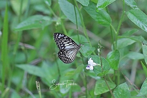 The Blue Glassy Tiger Butterfly  (Ideopsis vulgaris)  Blue Glassy Tiger,Fall,Geotagged,Ideopsis vulgaris,Indonesia