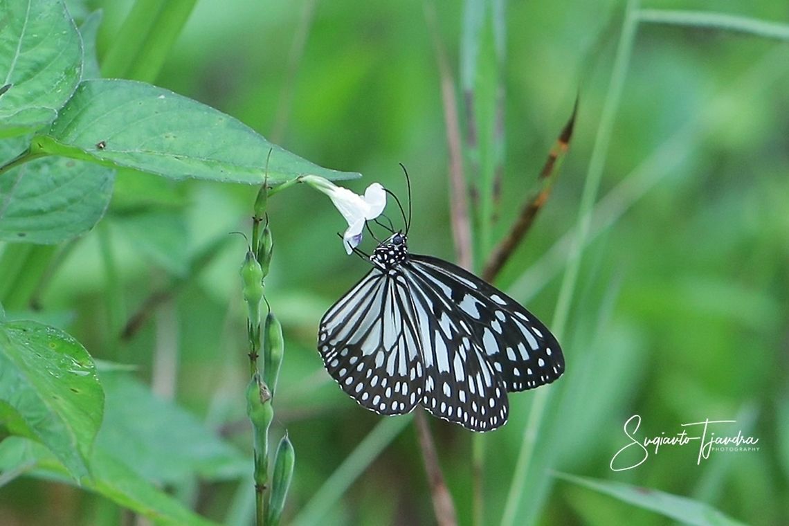 The Blue Glassy Tiger Butterfly  (Ideopsis vulgaris)  Blue Glassy Tiger,Fall,Geotagged,Ideopsis vulgaris,Indonesia