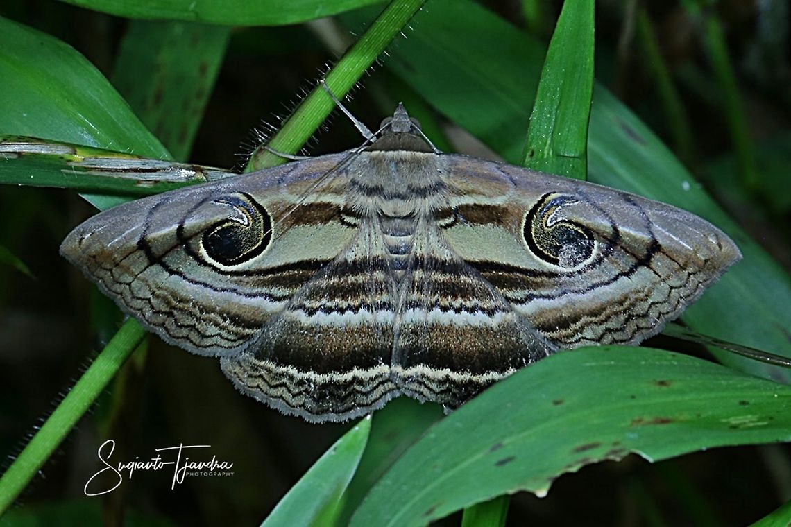 Indian owlet-moth,  Spirama Retorta  Fall,Geotagged,Indian owlet-moth,Indonesia,Spirama retorta