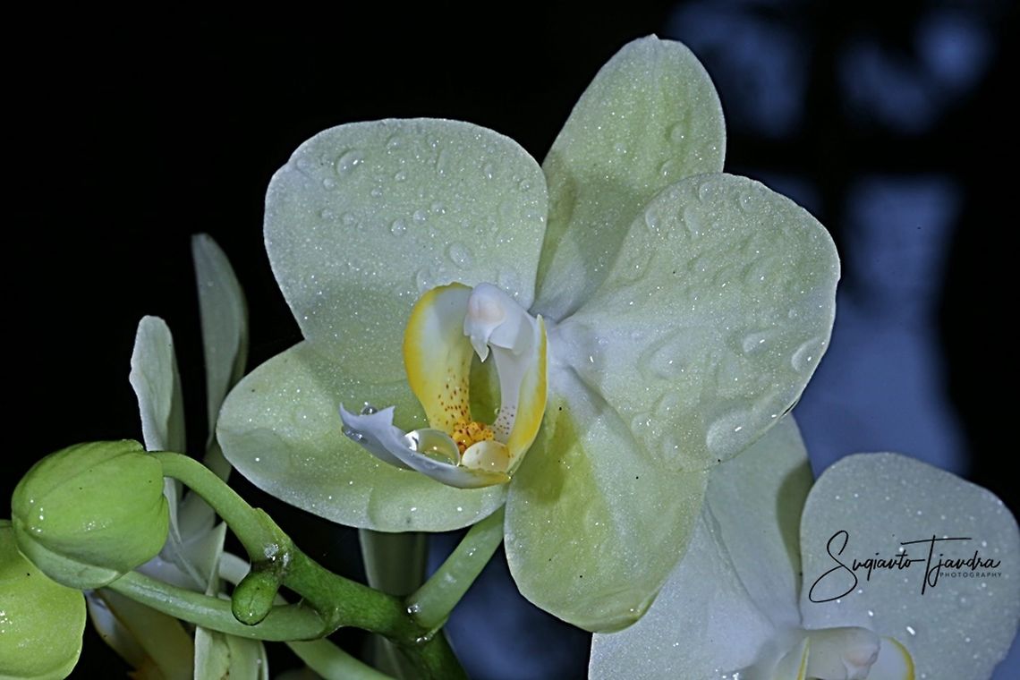 Orchid flower, Phaleonopsis (Orchidaceae)  Fall,Geotagged,Indonesia