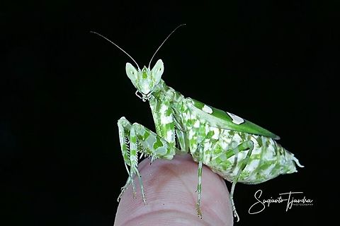 Flower mantis - Creobroter Sp  Fall,Geotagged,Indonesia