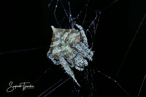 Orb-weaver spider  Eriovixia laglaizei,Fall,Geotagged,Indonesia