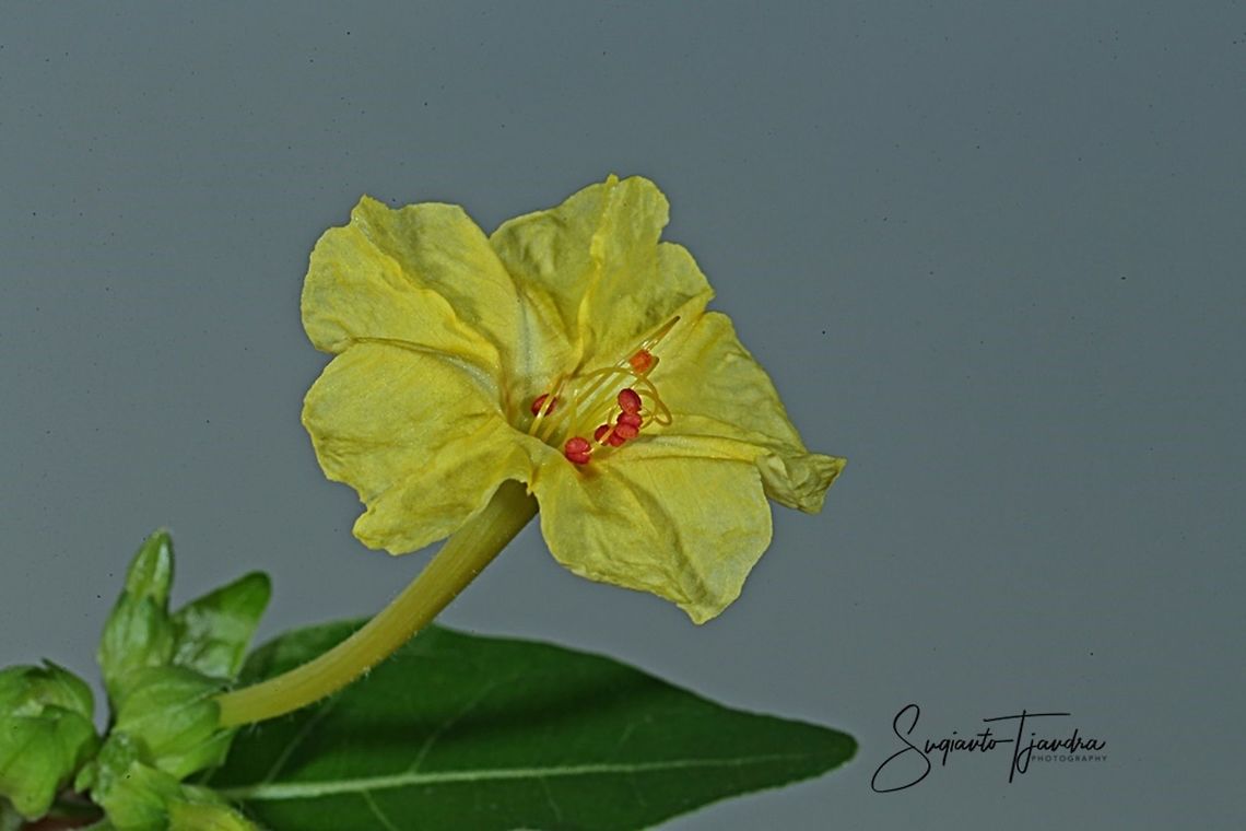 Kembang Pukul 4, Mirabilis Jalapa (Nyctaginaceae)  Fall,Geotagged,Indonesia,Mirabilis Jalapa,Mirabilis jalapa
