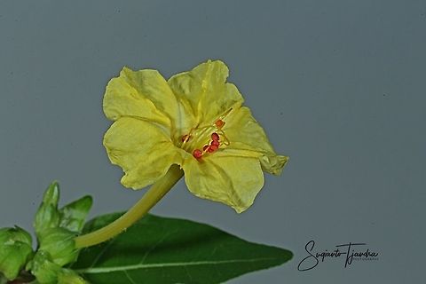 Kembang Pukul 4, Mirabilis Jalapa (Nyctaginaceae)  Fall,Geotagged,Indonesia,Mirabilis Jalapa,Mirabilis jalapa