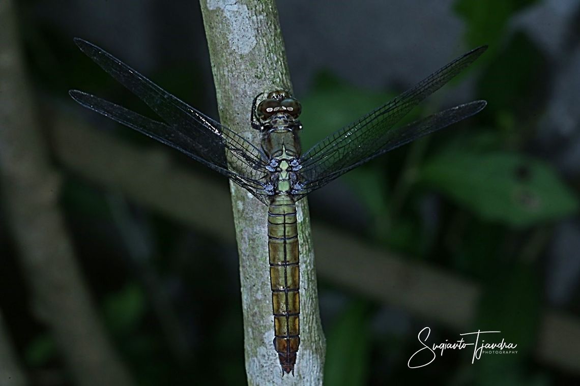 Dragonfly,  Orthetrum testaceum female (Scarlet Skimmer)  Fall,Geotagged,Indonesia,Orthetrum testaceum