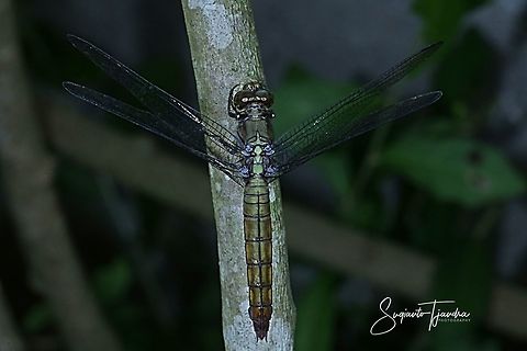 Dragonfly,  Orthetrum testaceum female (Scarlet Skimmer)  Fall,Geotagged,Indonesia,Orthetrum testaceum