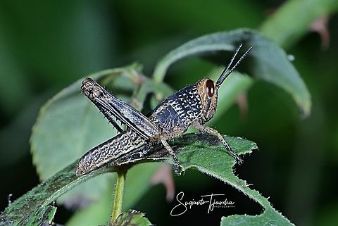 Locust Nymph, Acrididae Sp  Fall,Geotagged,Indonesia