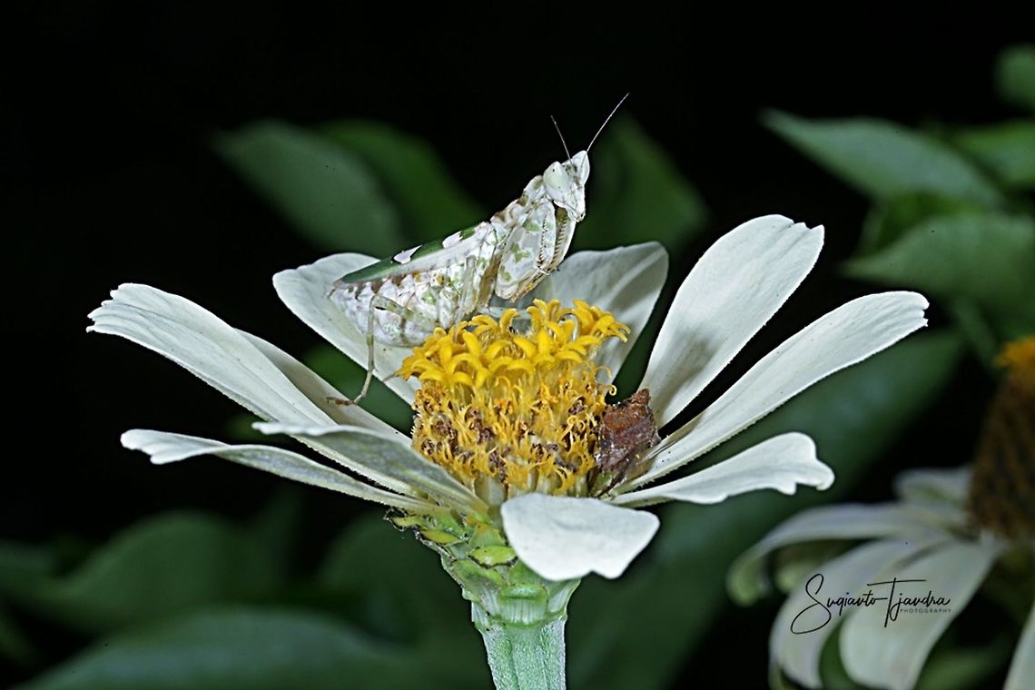 Flower mantis - Creobroter Sp on Zinnia flower  Fall,Geotagged,Indonesia