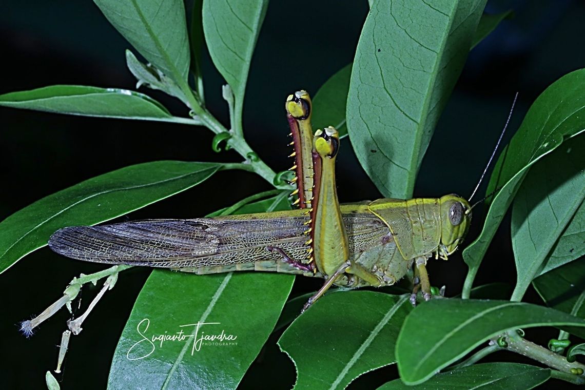 Locust, Acrididae Sp.  Fall,Geotagged,Indonesia
