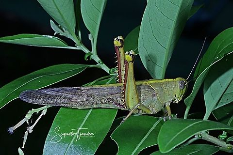 Locust, Acrididae Sp.  Fall,Geotagged,Indonesia