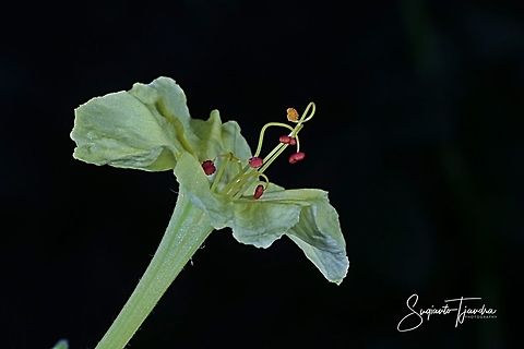 Kembang Pukul 4, Mirabilis Jalapa (Nyctaginaceae)  Fall,Geotagged,Indonesia,Mirabilis Jalapa,Mirabilis jalapa