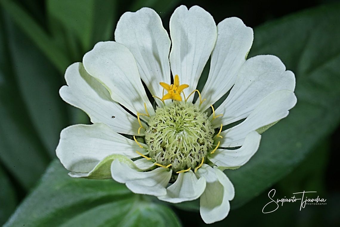 Zinnia flower  Fall,Geotagged,Indonesia