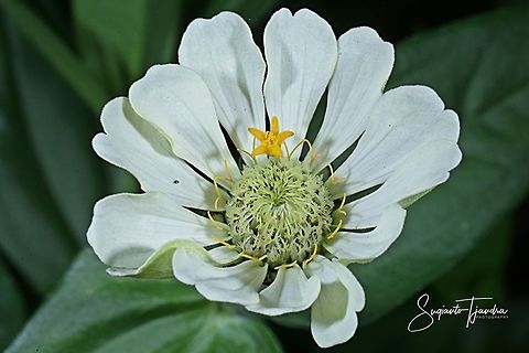 Zinnia flower  Fall,Geotagged,Indonesia