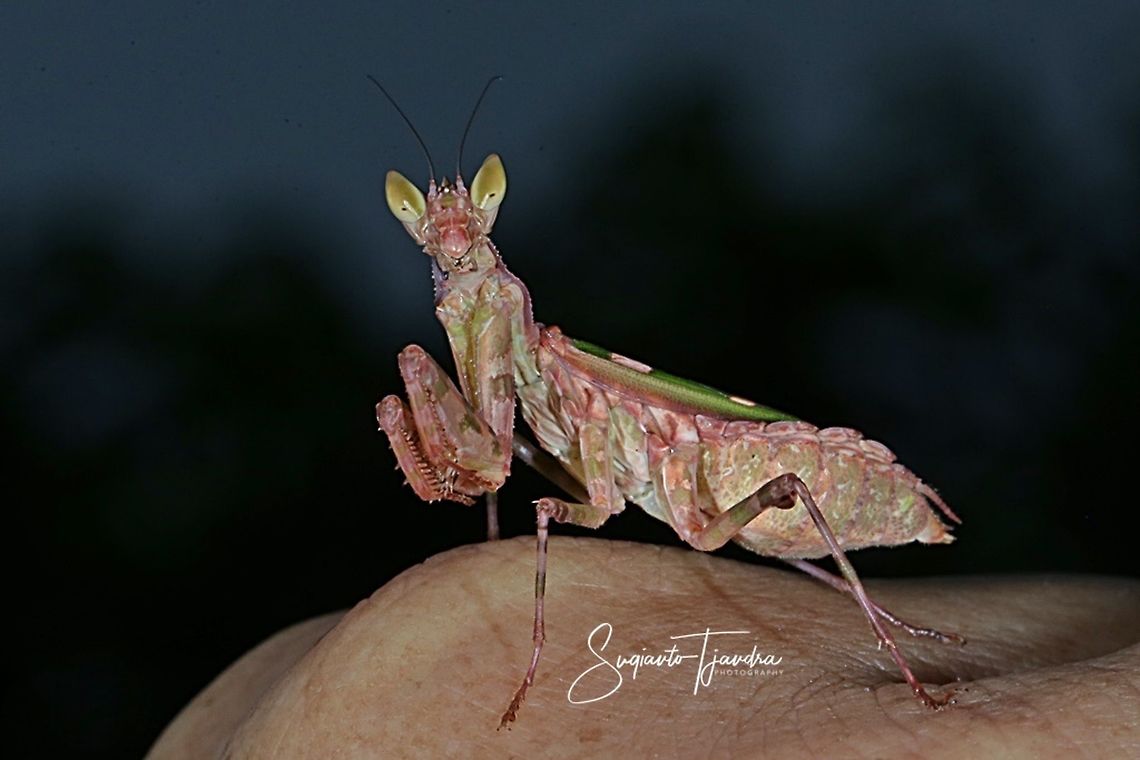 Flower mantis - Creobroter Sp  Fall,Geotagged,Indonesia