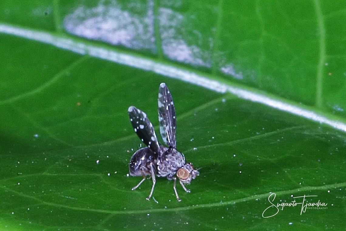 Cherry Fruit Fly (Rhagoletis cerasi) ????  Fall,Geotagged,Indonesia