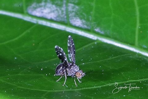 Cherry Fruit Fly (Rhagoletis cerasi) ????  Fall,Geotagged,Indonesia