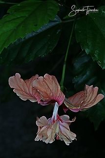 Hibiscus flower  Fall,Geotagged,Indonesia