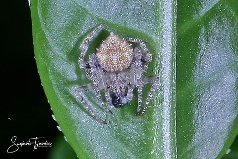 Lynx Spider (unknown genus???)  Fall,Geotagged,Indonesia