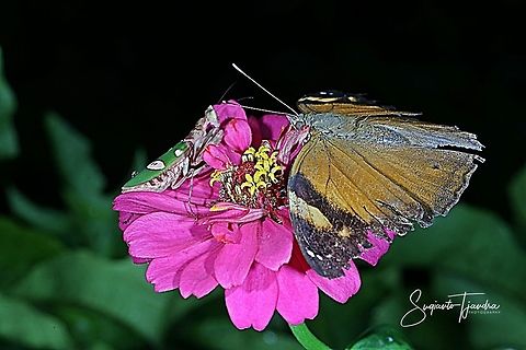 Flower mantis - Creobroter Sp & Autumn leaf Butterfly  Autumn Leaf,Doleschallia bisaltide,Fall,Geotagged,Indonesia