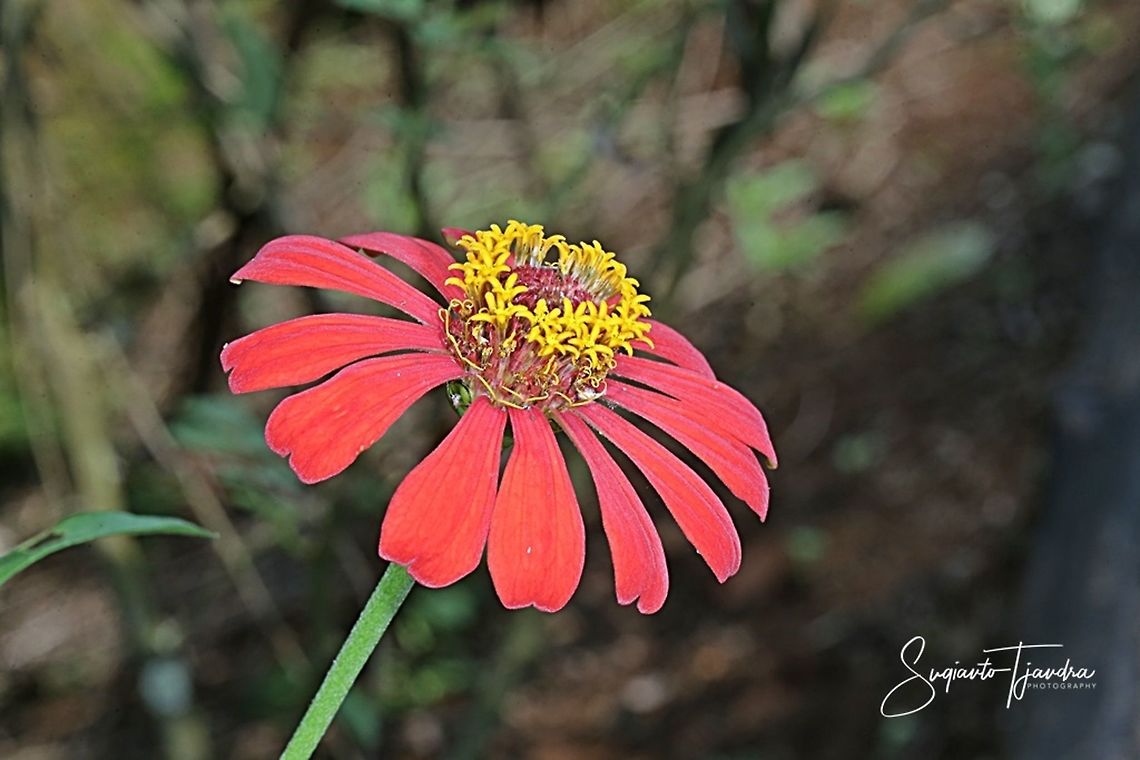 Zinnia flower  Fall,Geotagged,Indonesia