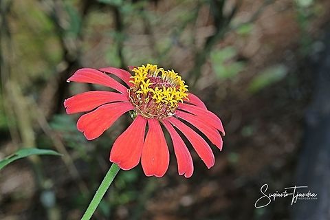 Zinnia flower  Fall,Geotagged,Indonesia
