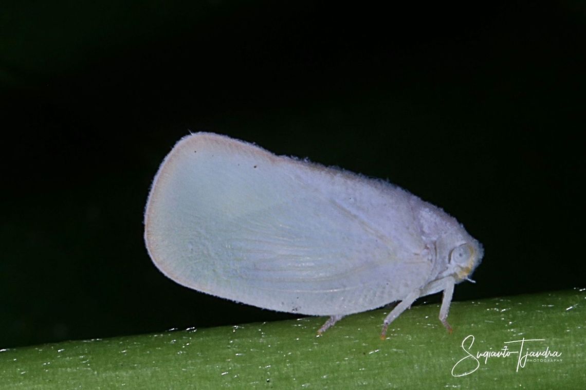 White Planthopper, Flatormenis proxima  (???)  Fall,Flatormenis proxima,Geotagged,Indonesia,Northern flatid planthopper