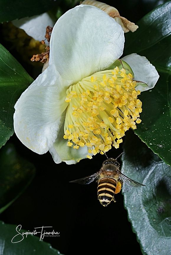 Honey Bee hovering on the Tea Flower (Camellia sinensis )  Camellia sinensis,Fall,Geotagged,Indonesia