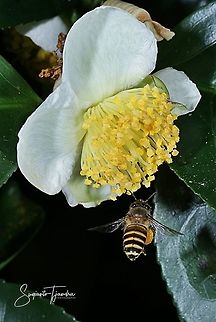 Honey Bee hovering on the Tea Flower (Camellia sinensis )  Camellia sinensis,Fall,Geotagged,Indonesia