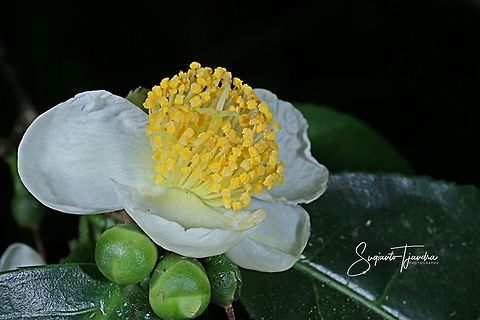 The Flower of Tea plant (Camellia sinensis )  Camellia sinensis,Fall,Geotagged,Indonesia