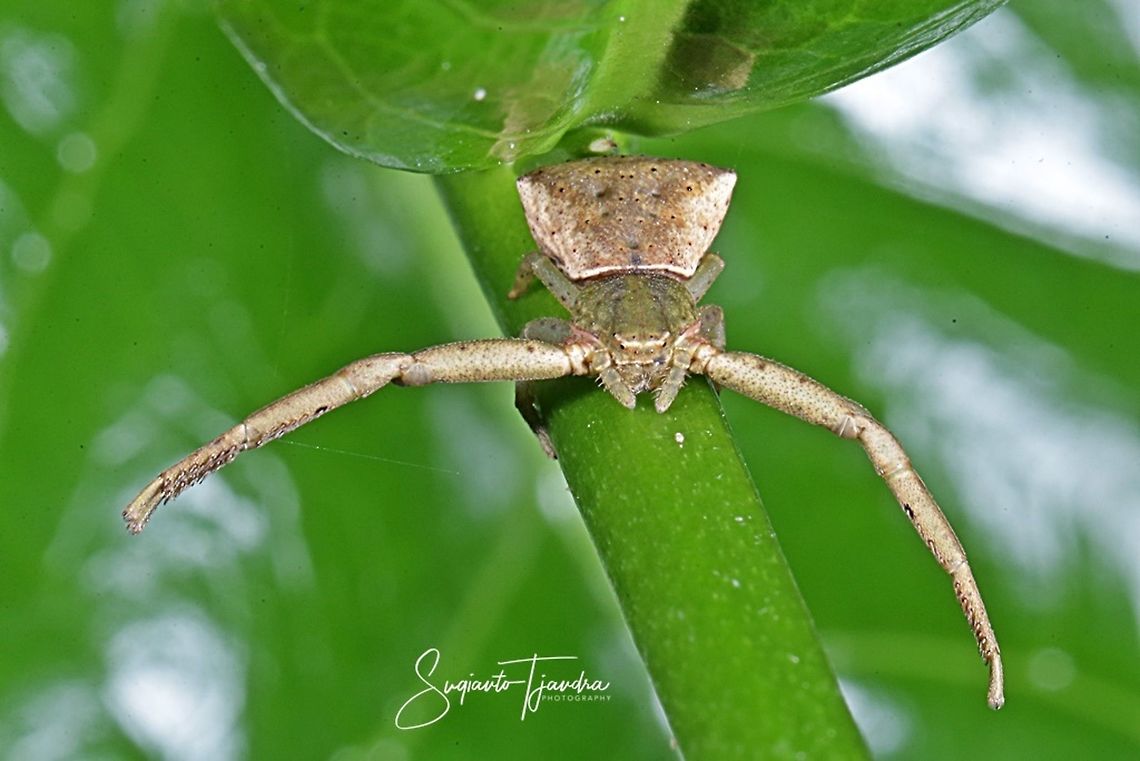 Crab Spider  Fall,Geotagged,Indonesia