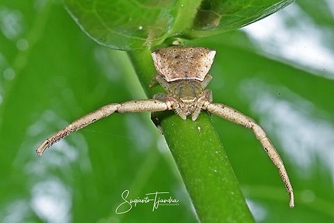 Crab Spider  Fall,Geotagged,Indonesia