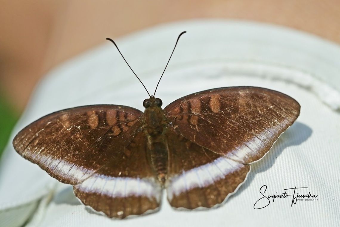 Horsfield's Baron, Java Tanaecia iapis iapis  Fall,Geotagged,Horsfield's Baron,Indonesia,Tanaecia iapis