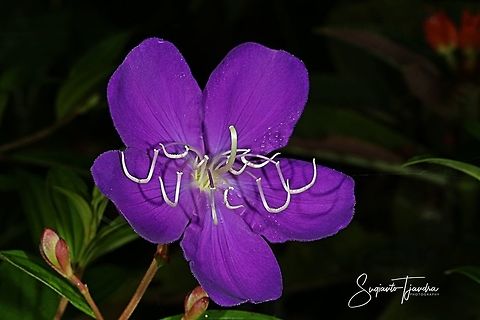 Princess Flower, Tibouchina urvilleana (Melastomataceae Sp)  Fall,Geotagged,Indonesia,Tibouchina urvilleana