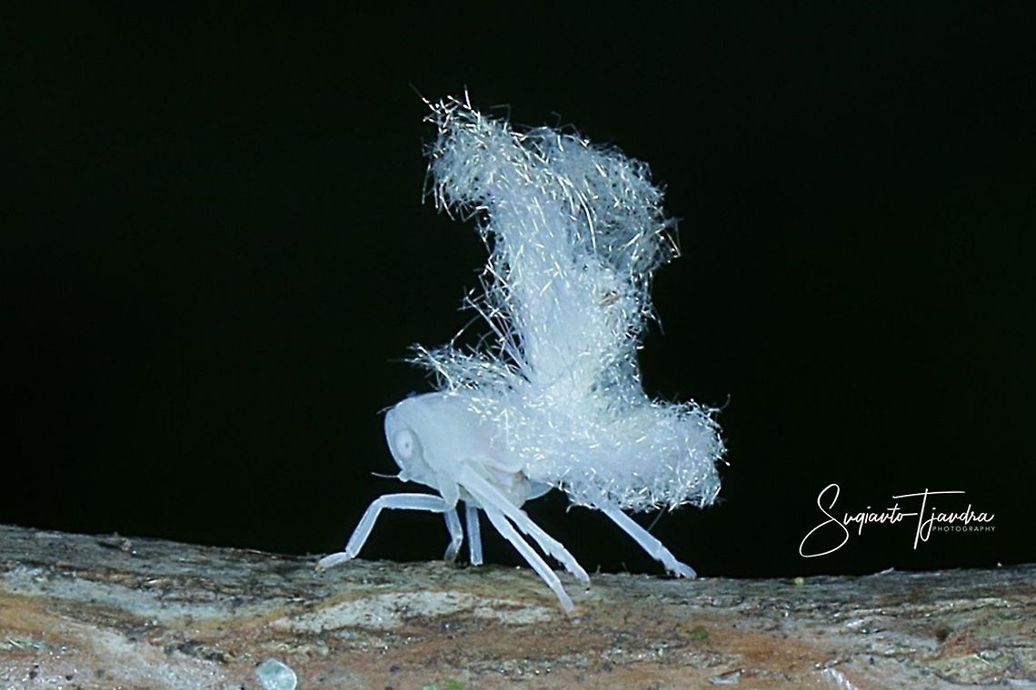 White Planthopper Nymph/immature, Flatormenis proxima  Fall,Flatormenis proxima,Geotagged,Indonesia,Northern flatid planthopper