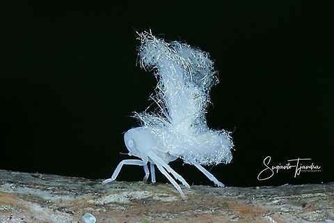 White Planthopper Nymph/immature, Flatormenis proxima  Fall,Flatormenis proxima,Geotagged,Indonesia,Northern flatid planthopper