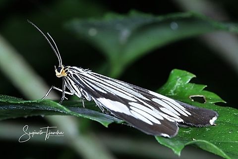 Marbled White Moth/White Tiger Moth, Nyctemera coleta  Fall,Geotagged,Indonesia,Nyctemera coleta,White tiger moth