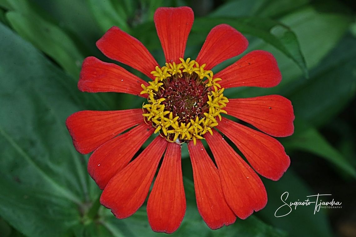 Zinnia flower  Fall,Geotagged,Indonesia