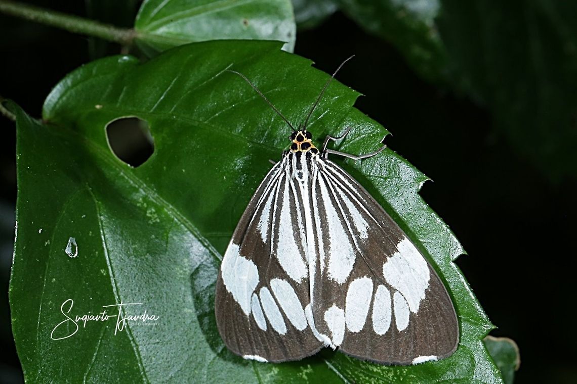 Marbled White Moth/White Tiger Moth, Nyctemera coleta  Fall,Geotagged,Indonesia,Nyctemera coleta,White tiger moth