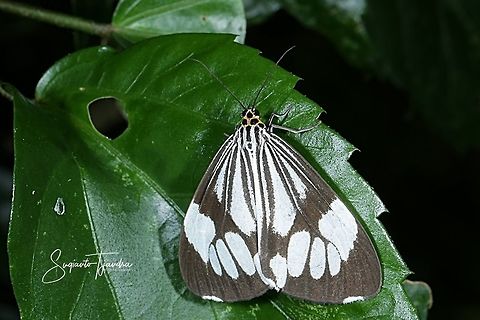 Marbled White Moth/White Tiger Moth, Nyctemera coleta  Fall,Geotagged,Indonesia,Nyctemera coleta,White tiger moth