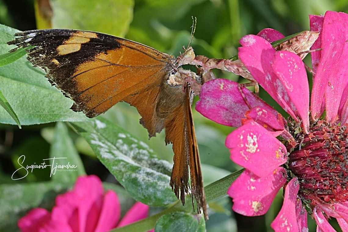 Flower mantis  (Creobroter Sp) w/prey an Autumn leaf Butterfly (Doleschallia bisaltide)  Fall,Geotagged,Indonesia