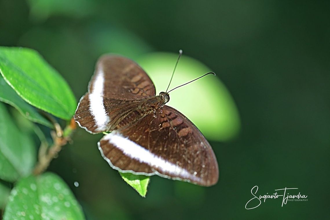 Horsfield's Baron, Java Tanaecia iapis iapis  Fall,Geotagged,Horsfield's Baron,Indonesia,Tanaecia iapis