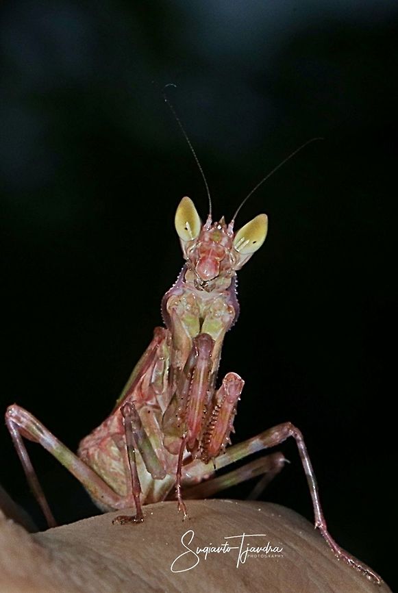 Flower mantis  (Creobroter Sp)  Fall,Geotagged,Indonesia